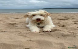 Bearded Collie dogs for sale: Bearded cross x border collie puppies  - Advert 16