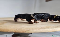 Miniature Dachshund dogs for sale: PRA CLEAR GORGEOUS MIN DACHSHUNDS  - Image 18