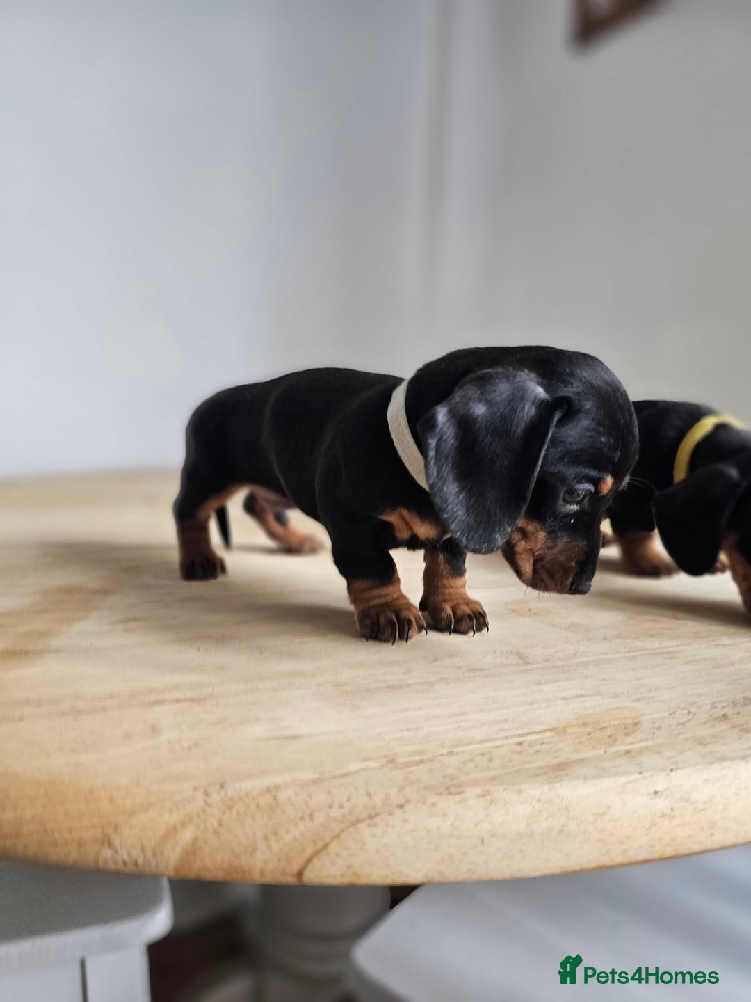 Miniature Dachshund dogs for sale: PRA CLEAR GORGEOUS MIN DACHSHUNDS  - Image 18