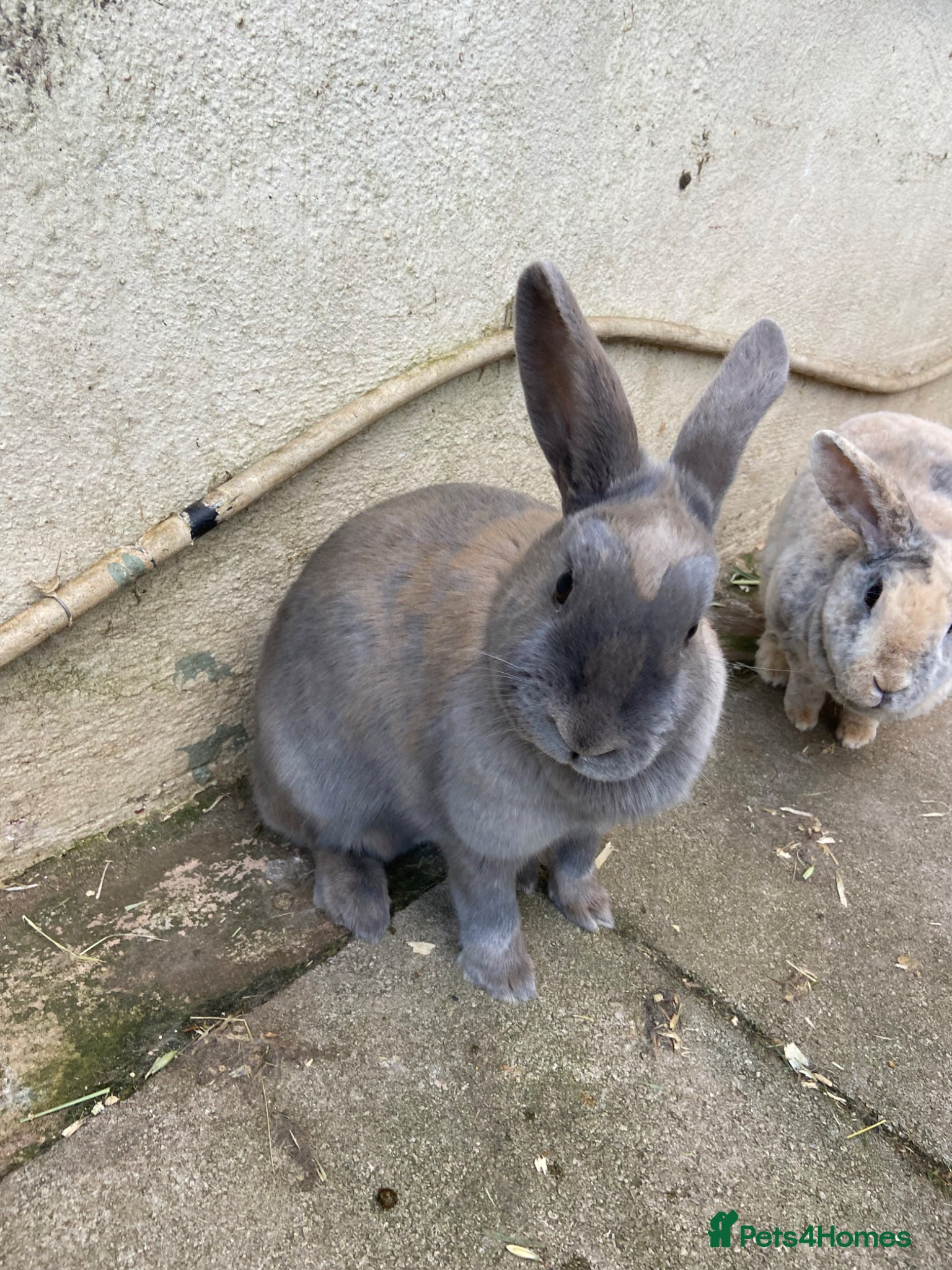 Mixed Breed rabbits Rabbit - Advert 5