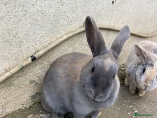 Mixed Breed rabbits Rabbit - Advert 5