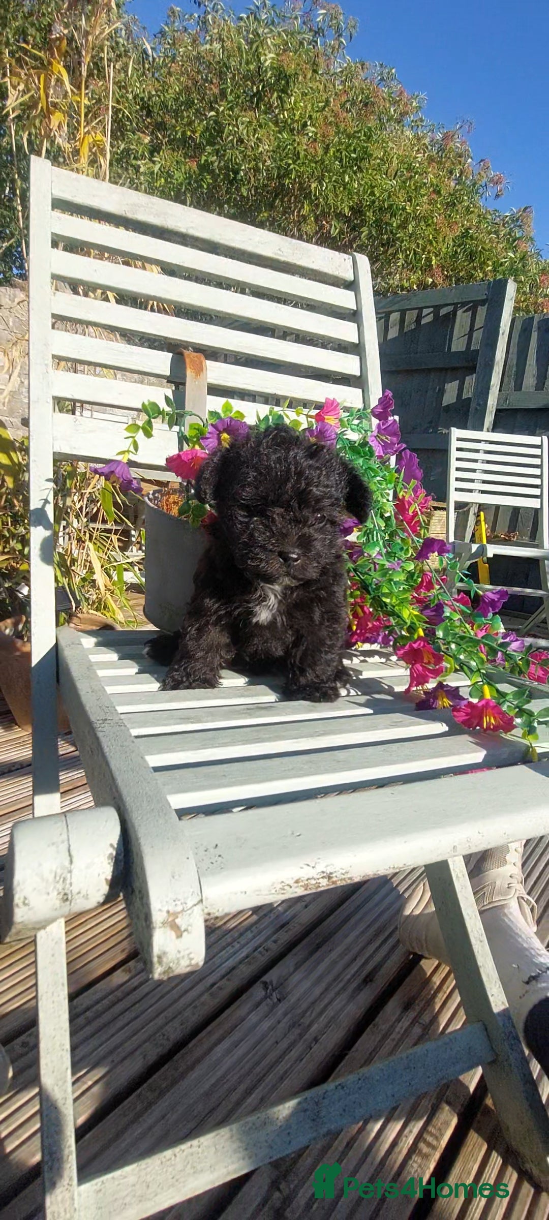 Poodle dogs for stud: Miniature poodle x norwich terrier - Image 7