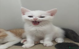 Ragdoll cats for sale: Gorgeous ragdoll cross kittens  - Image 2