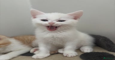Ragdoll cats - Advert 13