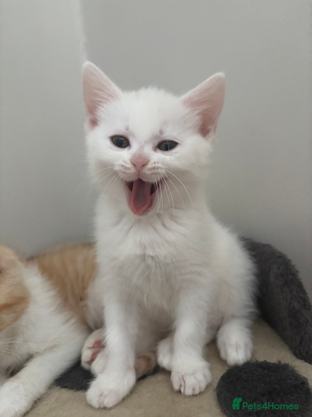 Ragdoll cats for sale: Gorgeous ragdoll cross kittens  - Image 2