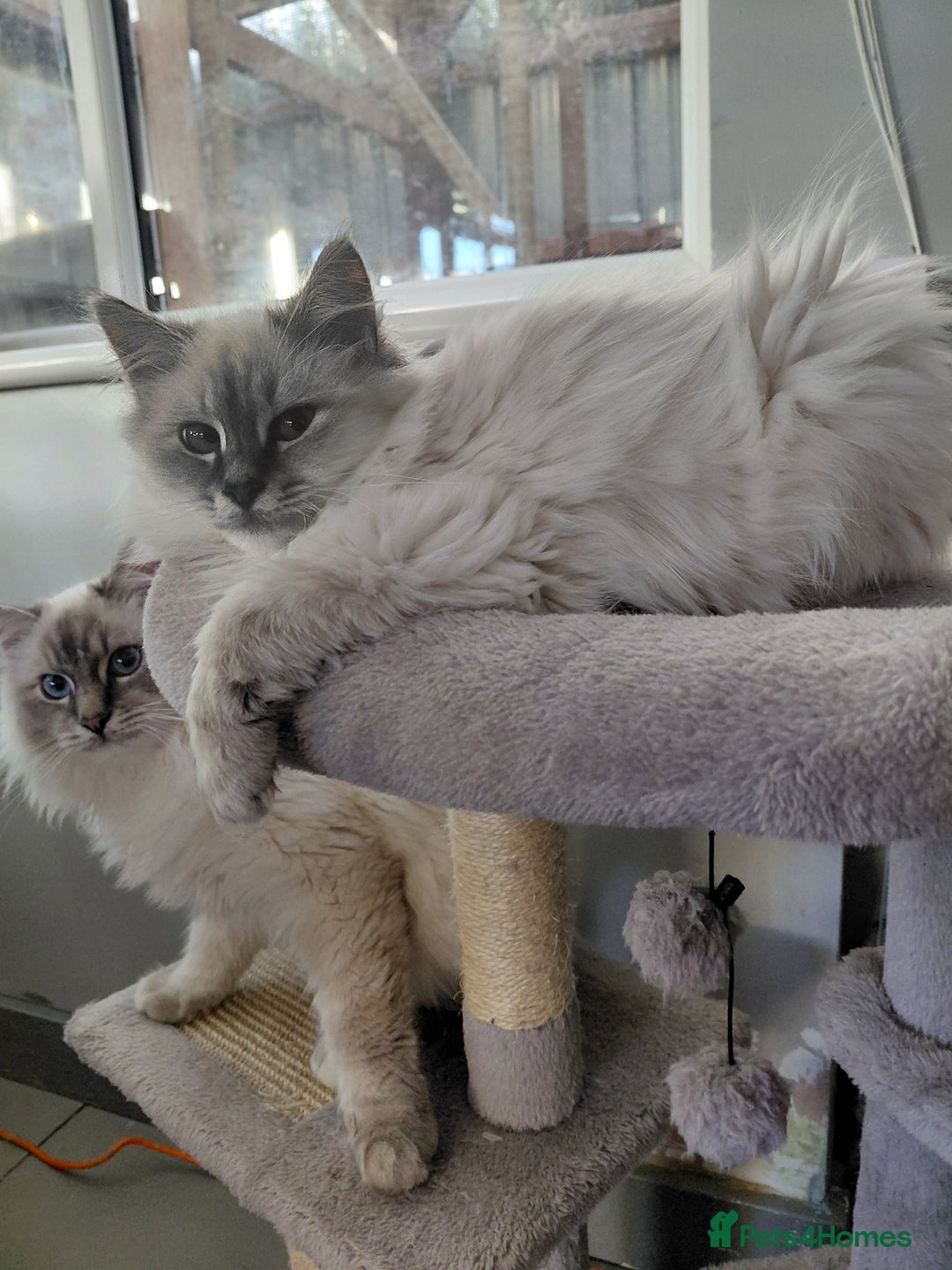 Birman cats for sale: Birman kittens  - Advert 2