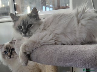 Birman cats Birman kittens - Advert 4