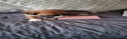 Boxer dogs for sale: Kc reg boxer puppies forsale - Advert 14