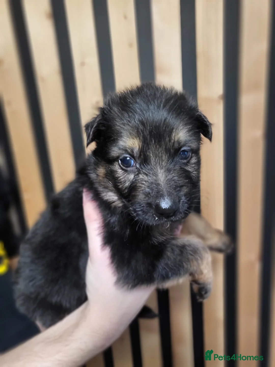 German Shepherd dogs for sale: German Shepherd/Alsatian puppies - Advert 29