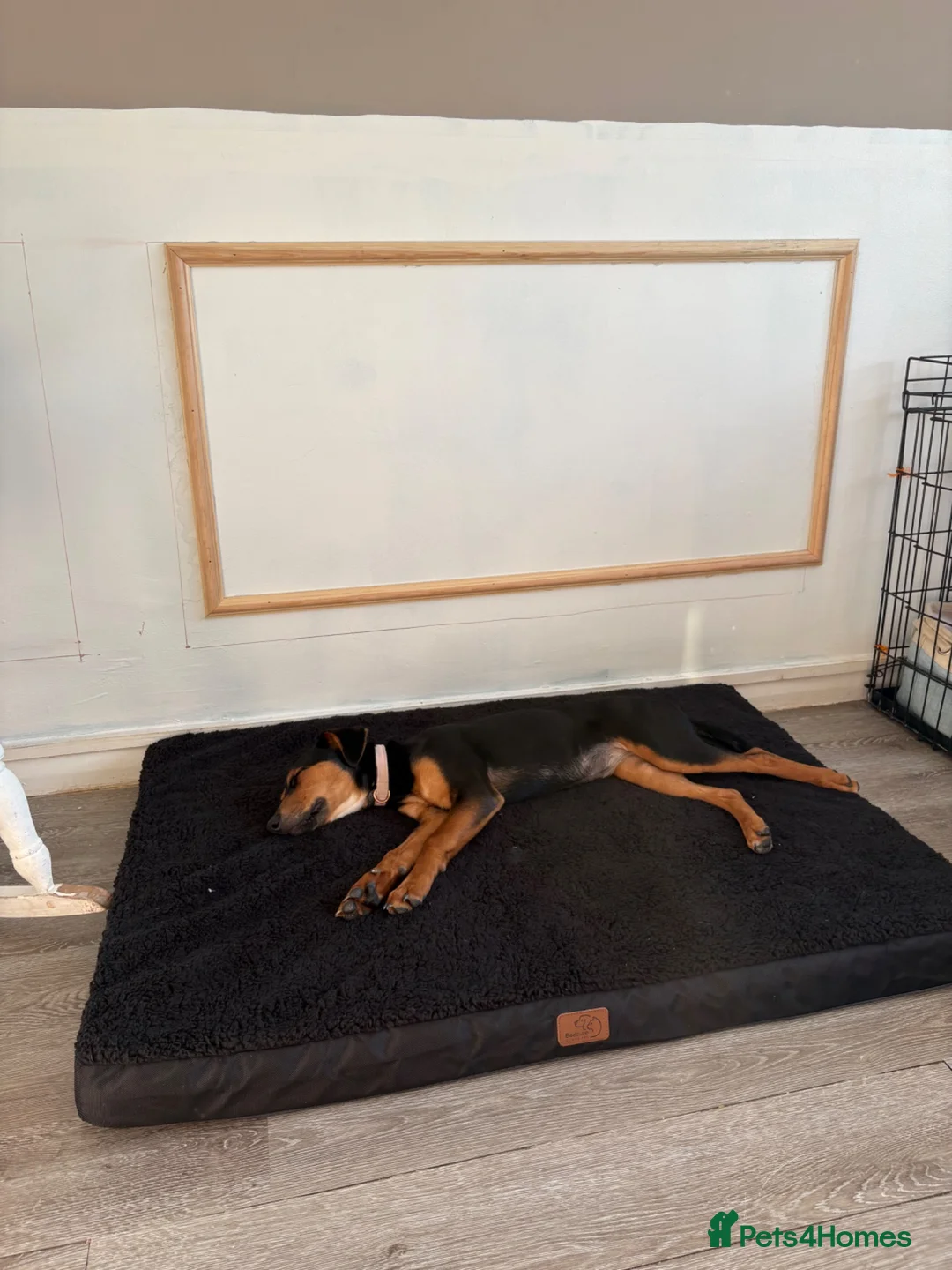 Mixed Breed dogs for sale: Robin  - Advert 2
