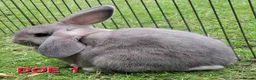 Mini Lop rabbits for sale: Mini Lop Rabbits **Ready to leave 12th May** - Advert 3