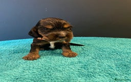 Cocker Spaniel dogs for sale: Cocker spaniel puppies  - Image 6