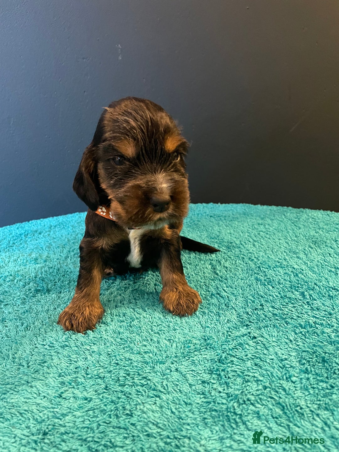 Cocker Spaniel dogs for sale: Cocker spaniel puppies  - Image 6