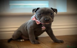Staffordshire Bull Terrier dogs for sale: Ready for Their Forever Homes Now - Image 5