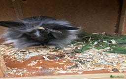 Lionhead rabbits for sale: Beautiful full hair lionhead  - Image 2