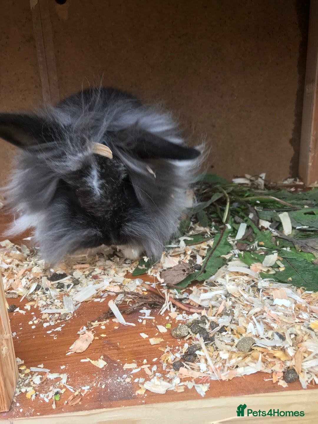 Lionhead rabbits for sale: Beautiful full hair lionhead  - Image 2
