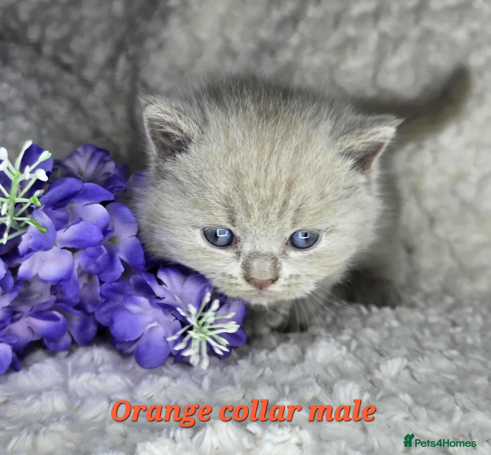 British Shorthair cats Purebred British Shorthair kittens - Advert 4