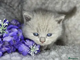 British Shorthair cats Purebred British Shorthair kittens - Advert 4