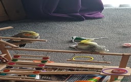 Cockatiels birds for sale: Pair of cockatiels - Advert 3