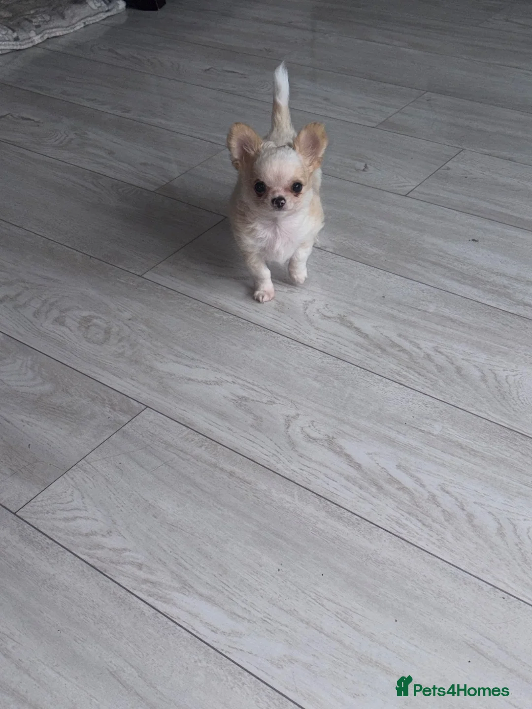 Chihuahua dogs for sale: Longcoat chihuahua male - Advert 15