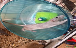 Rat rodents for sale: Female rat family need new home - Image 2