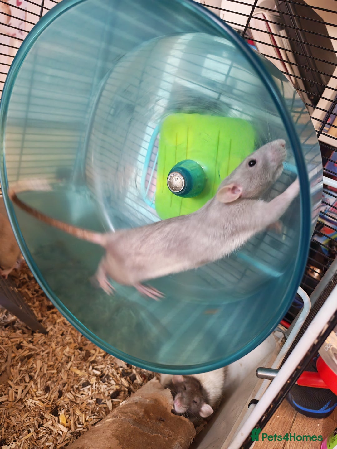 Rat rodents for sale: Female rat family need new home - Image 2