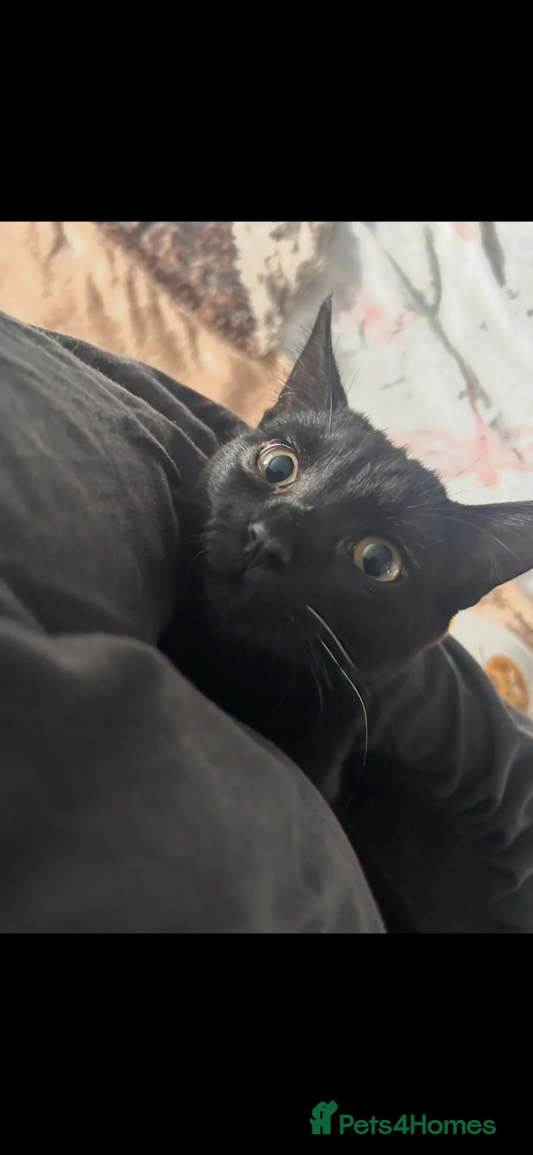 Mixed Breed cats for sale: Female cat  - Advert 3