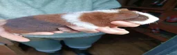 Guinea Pig rodents for sale: Teddy Guinea pig babys in Ayr - Advert 2