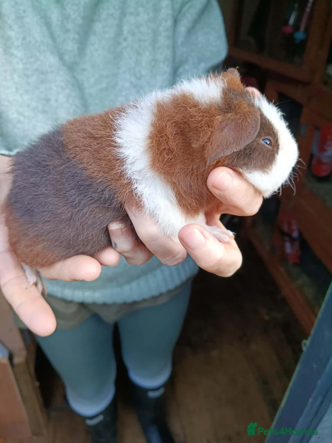 Guinea Pig rodents for sale: Teddy Guinea pig babys in Ayr - Advert 2