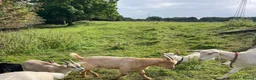 Goats livestock for sale: Male goats - Advert 16