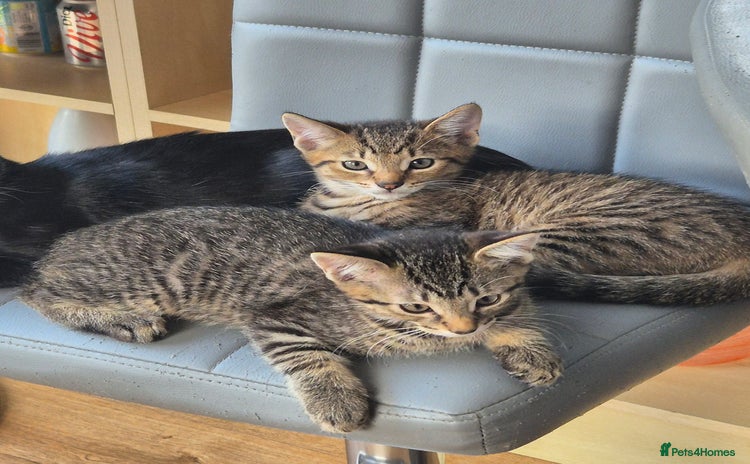 Domestic Shorthair cats - Advert 15