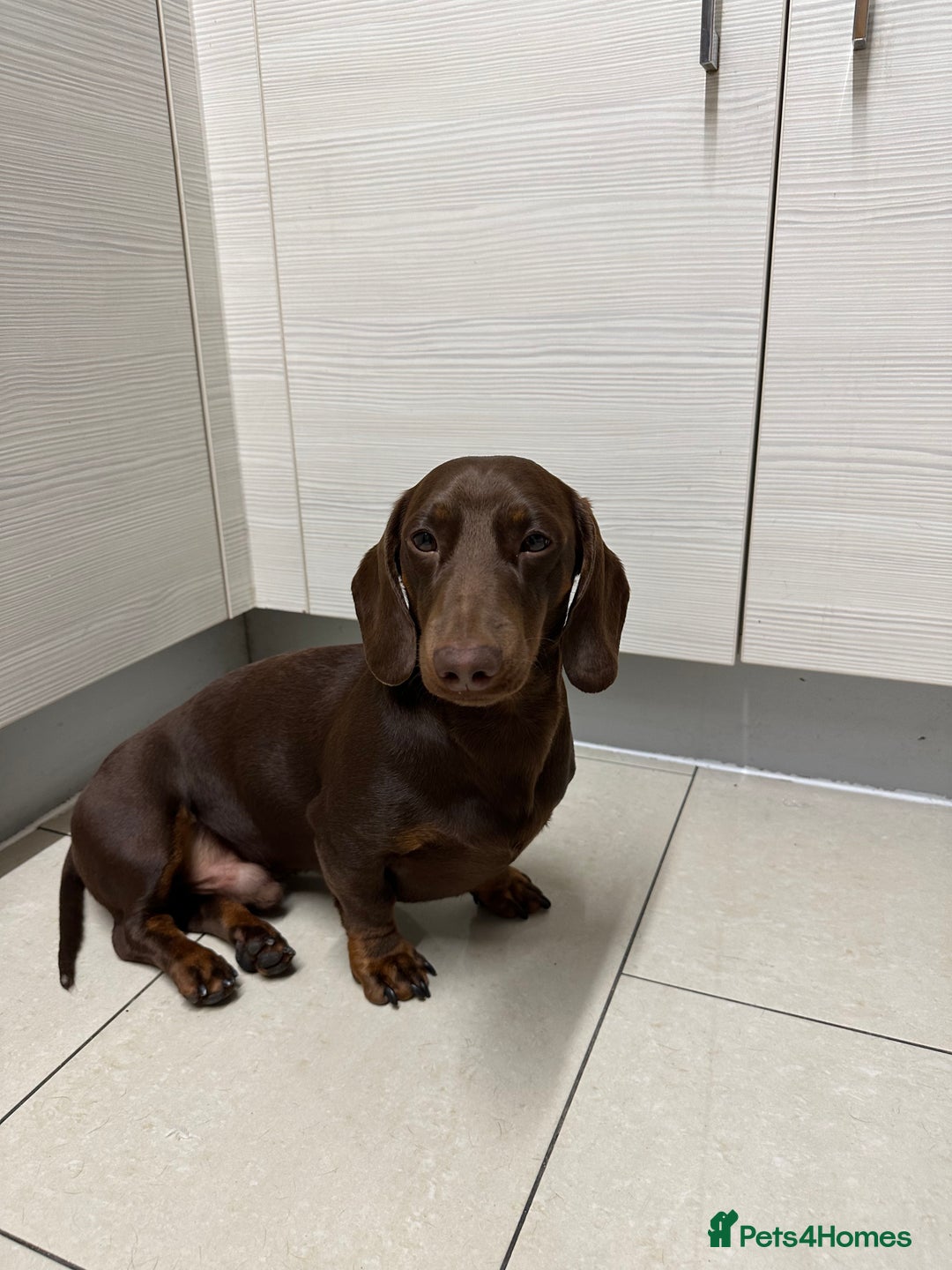 Dachshund dogs for stud: *STUD* mini in Romford - Advert 7