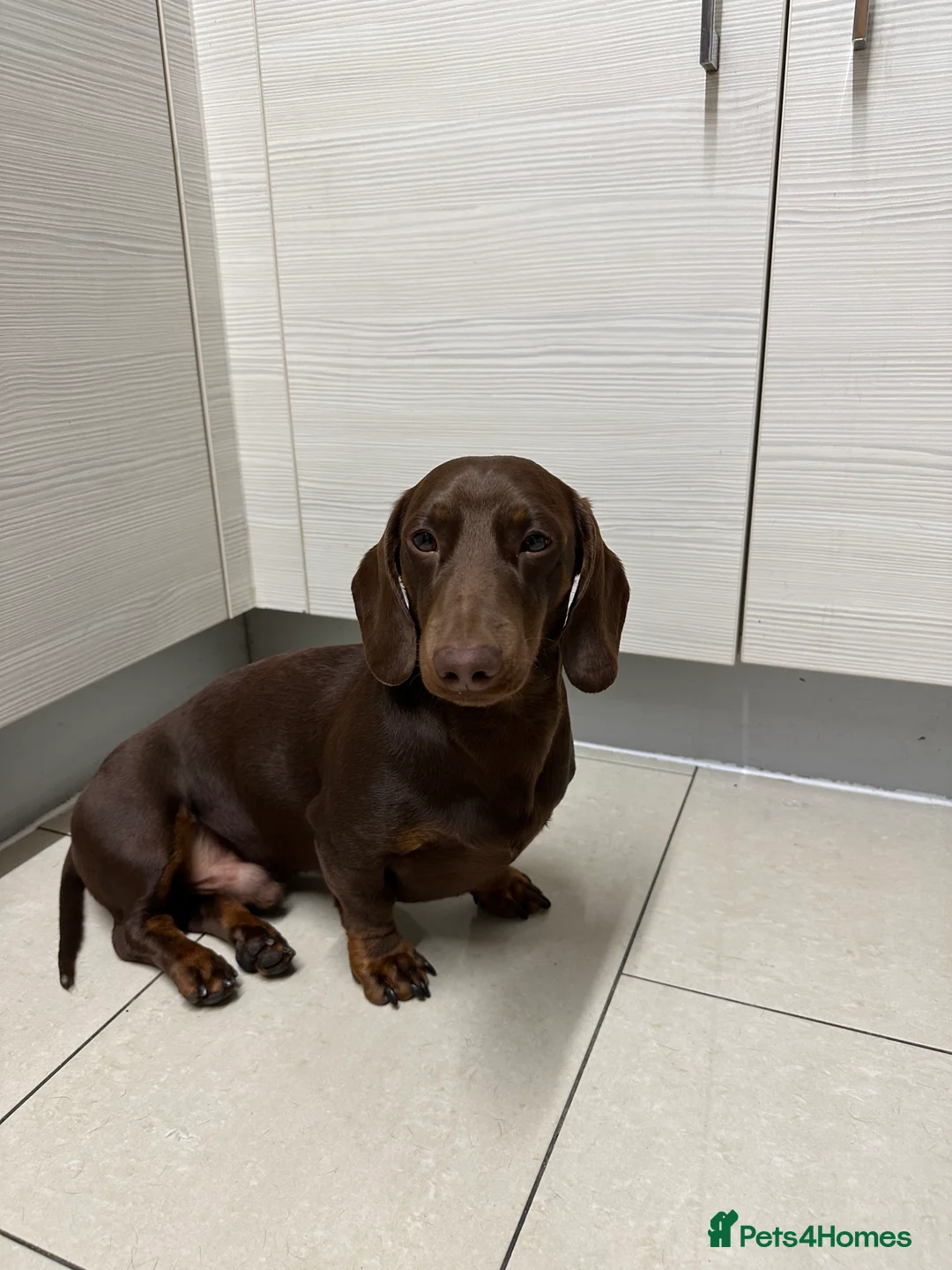 Dachshund dogs for stud: *STUD* mini in Romford - Advert 7