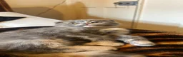Scottish Fold cats for sale: Stunning Scottish Fold & Straight Kittens - Advert 8