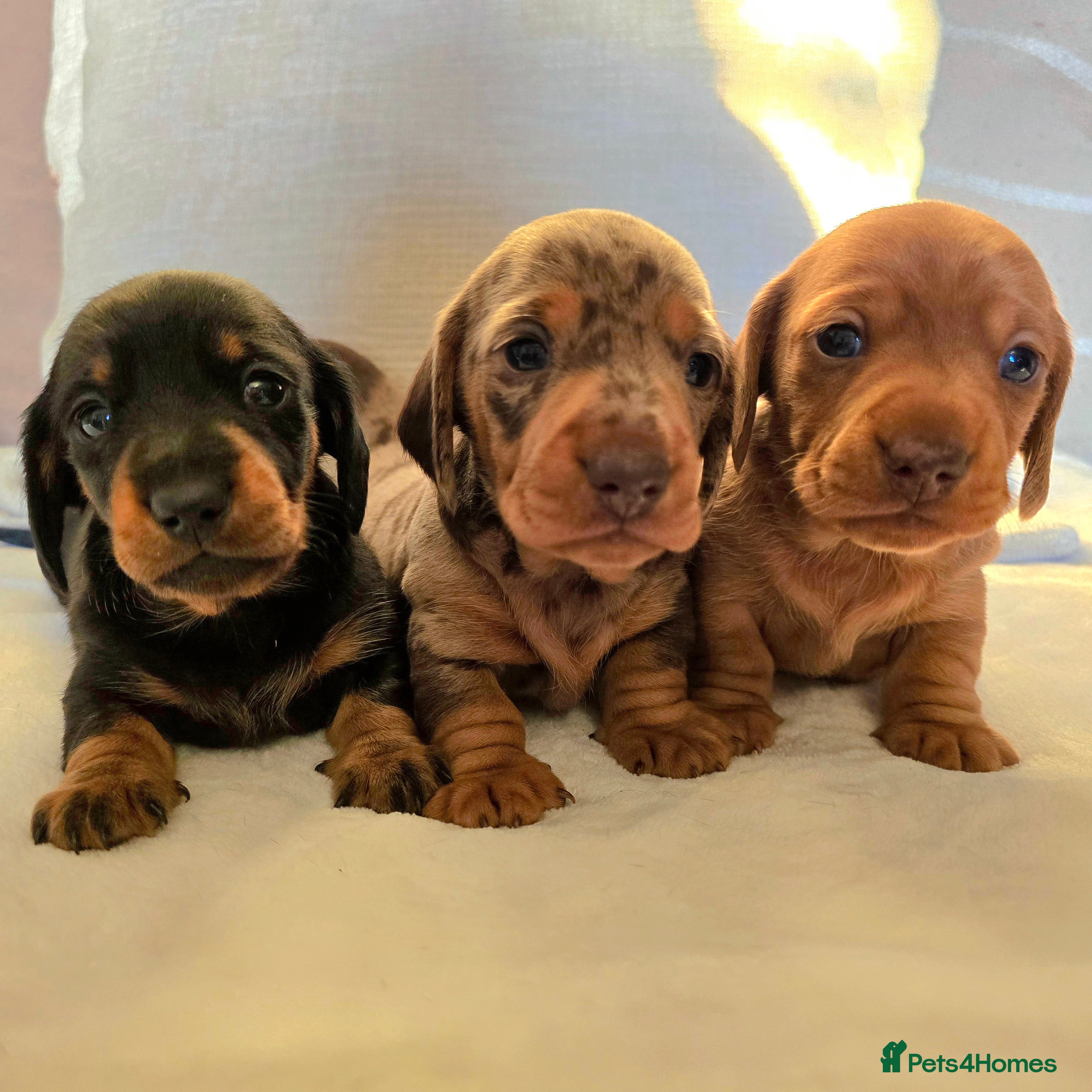 Miniature Dachshund dogs 💙Beautiful Miniature Dachund Puppies💙 - Advert 5