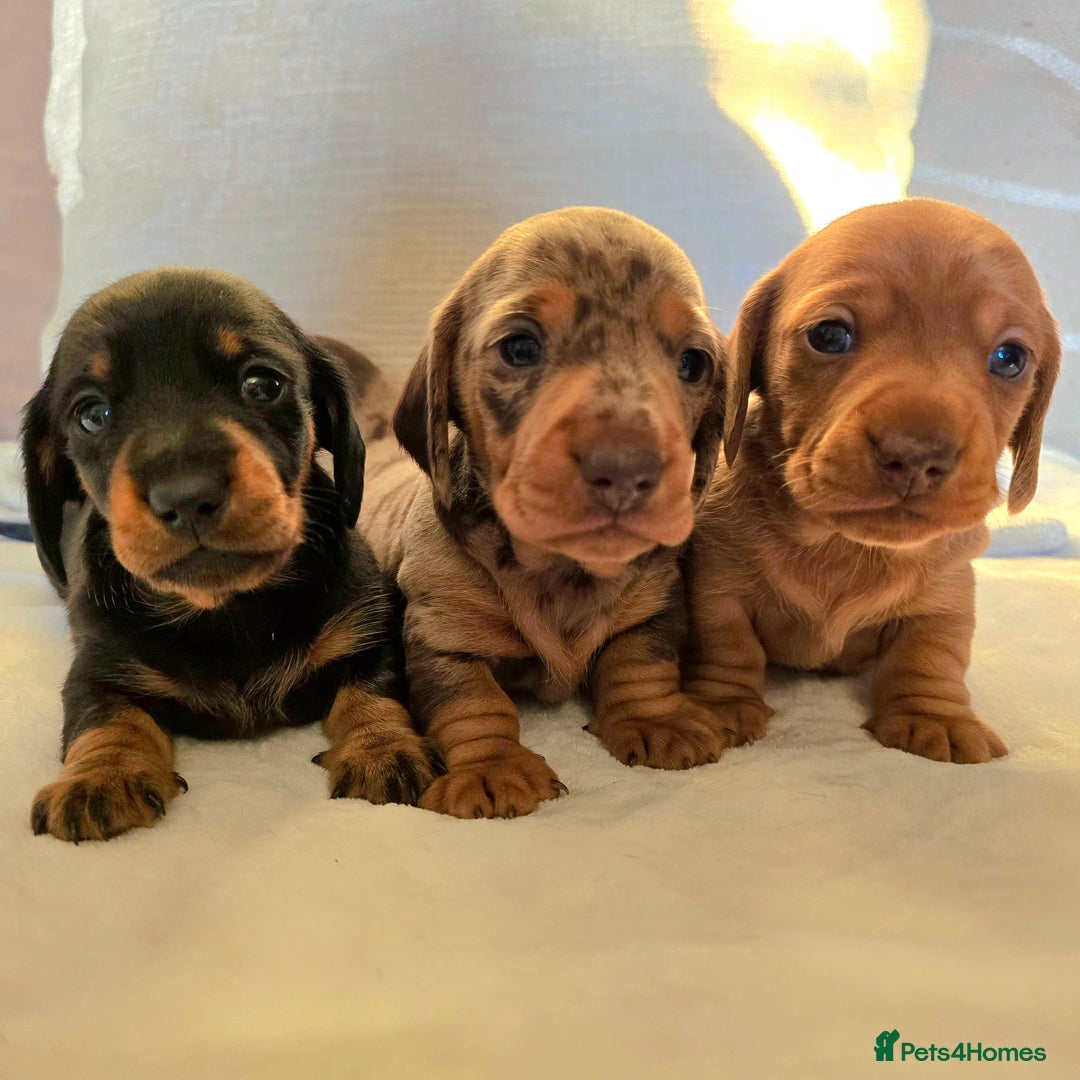 Miniature Dachshund dogs for sale: 💙Beautiful Miniature Dachund Puppies💙 - Advert 3