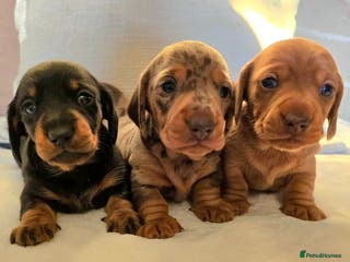 Miniature Dachshund dogs 💙Beautiful Miniature Dachund Puppies💙 - Advert 1