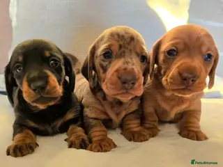 Miniature Dachshund dogs 💙Miniature Dachund boys💙READY WEEKEND - Advert 10