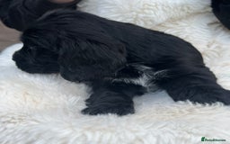 Cocker Spaniel dogs for sale: Gorgeous show type cocker spaniels - Image 8