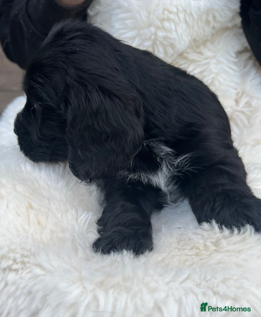 Cocker Spaniel dogs for sale: Gorgeous show type cocker spaniels - Image 8