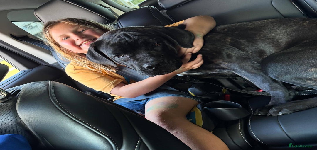 Gallery Image {{count}}