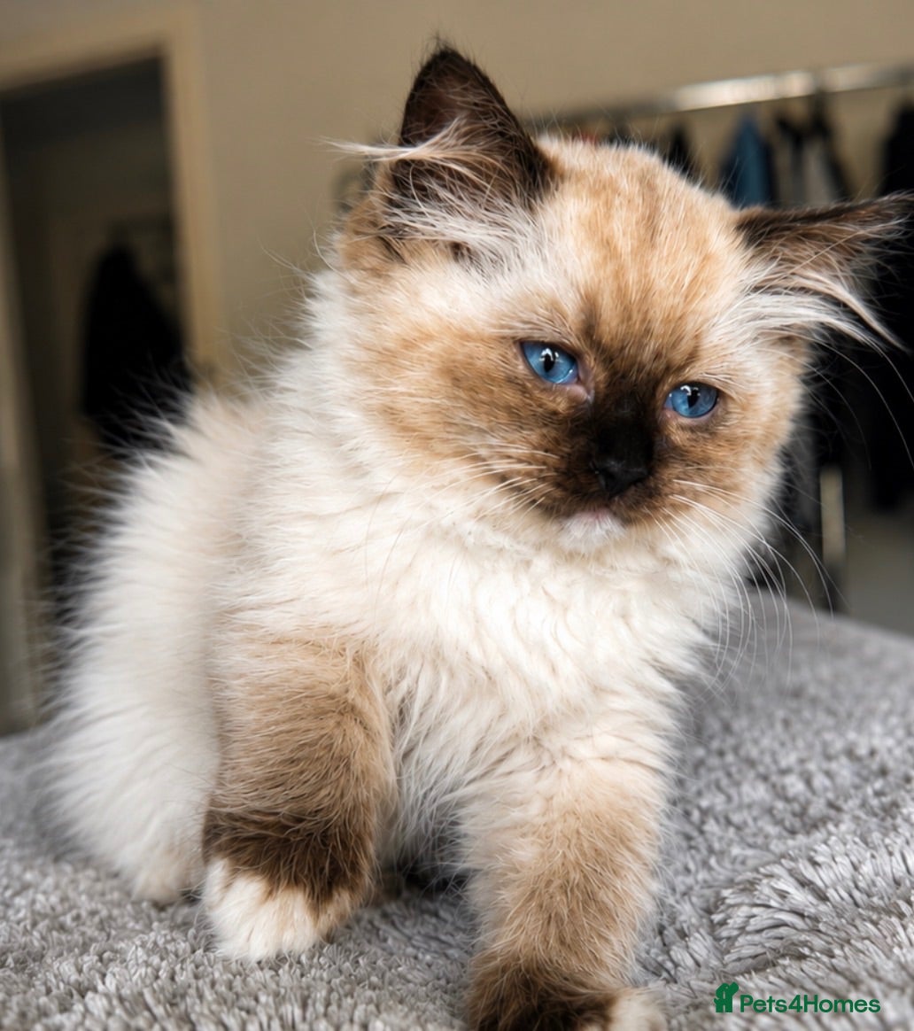 Ragdoll cats REDUCED READY TOMORROW FULL VACCINES,CHIP,INSURED! - Advert 1