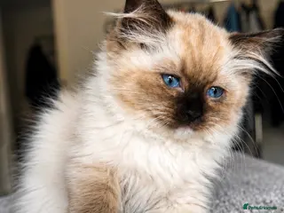 Ragdoll cats REDUCED READY TOMORROW FULL VACCINES,CHIP,INSURED! - Advert 1