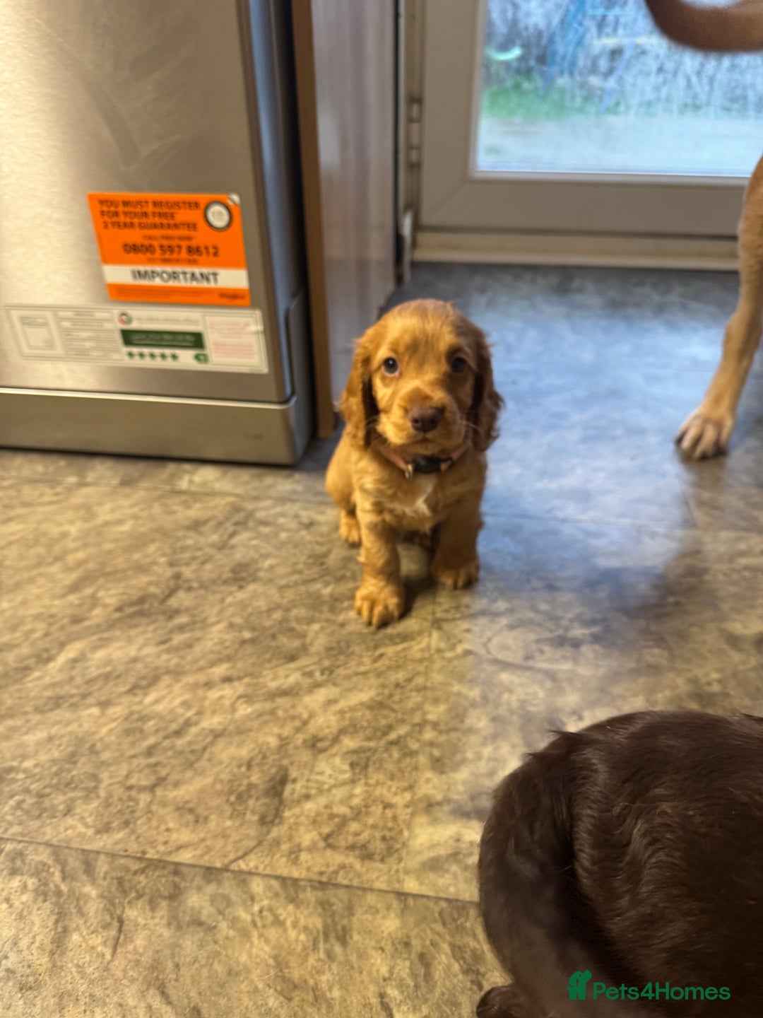 Cocker Spaniel dogs for sale: Cocker spaniel puppies  - Advert 10