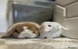 Mini Lop rabbits for sale: ⭐️MINIATURE LOPS AVAILABLE⭐️ - Image 5