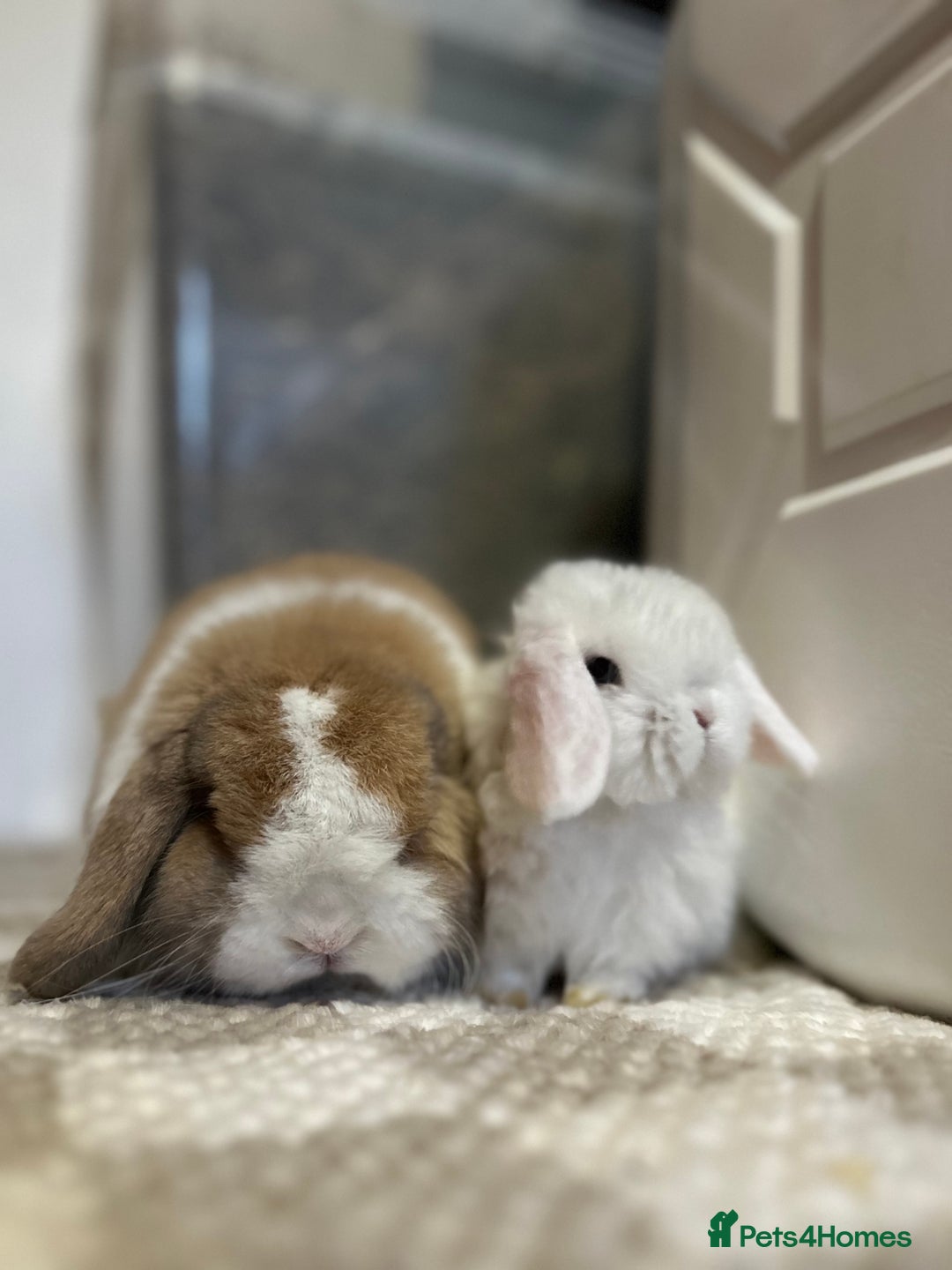 Mini Lop rabbits for sale: ⭐️MINIATURE LOPS AVAILABLE⭐️ - Image 5