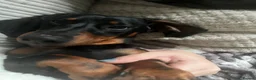 Dachshund dogs for sale: 2 loving boys looking for forever home together  in Sandwich - Advert 6