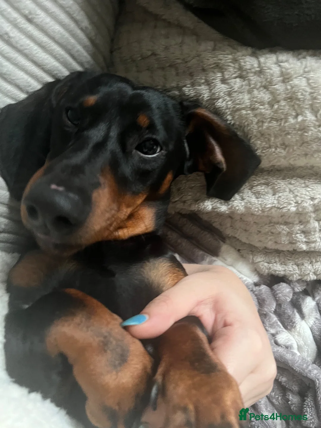 Dachshund dogs for sale: 2 loving boys looking for forever home together  in Sandwich - Advert 6