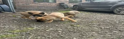 Mixed Breed dogs for sale: German shepherd cross puppies  in Manchester - Advert 9