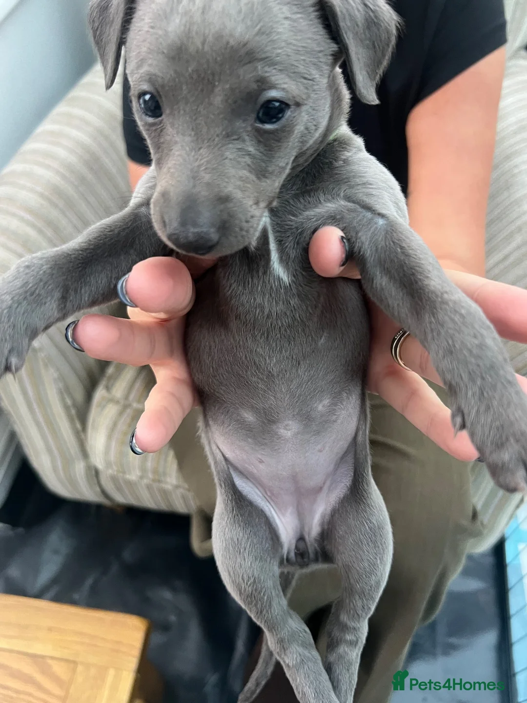 Whippet dogs for sale: Beautiful KC Registered Blue Whippet Puppies - Advert 12